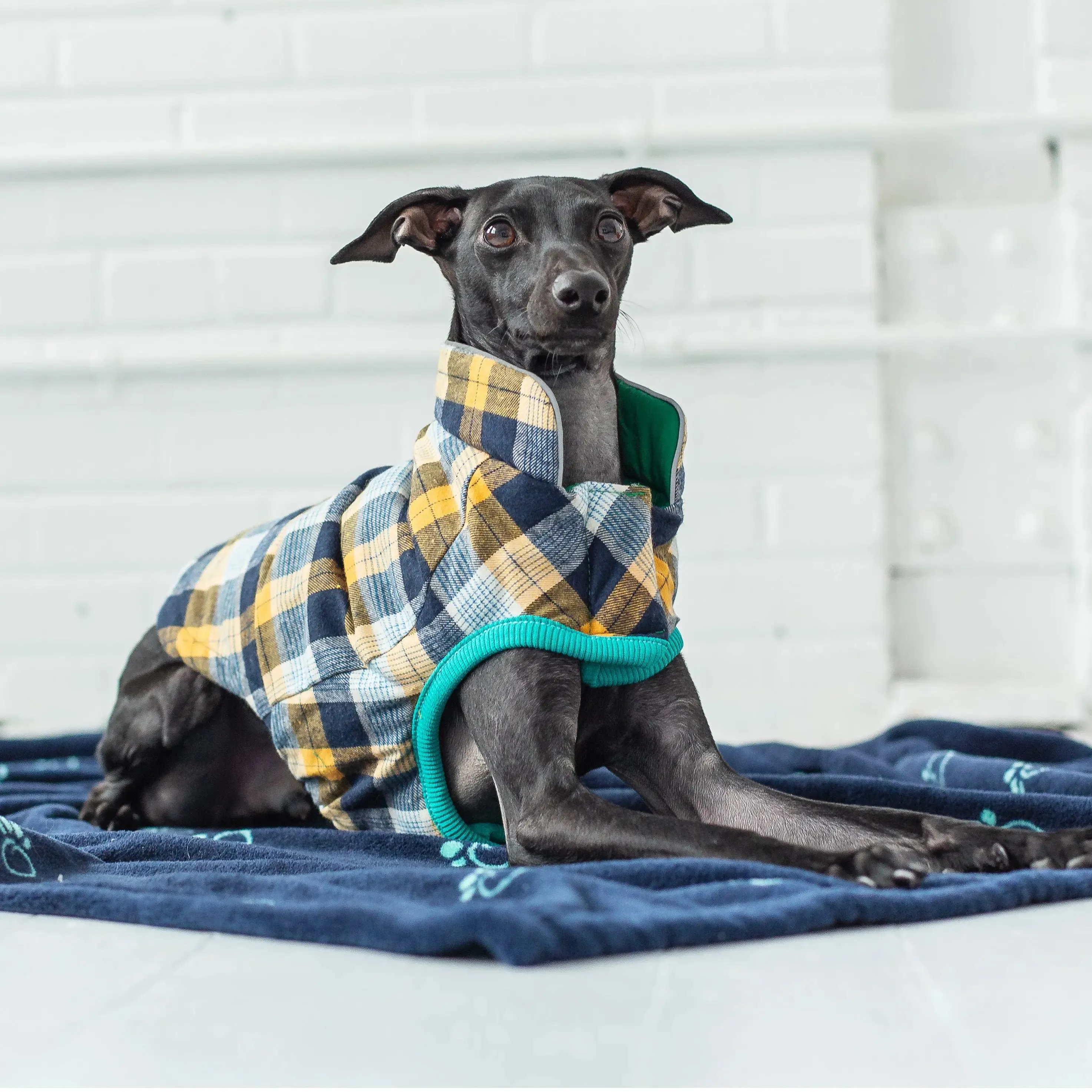 RV Trail Dog Jacket