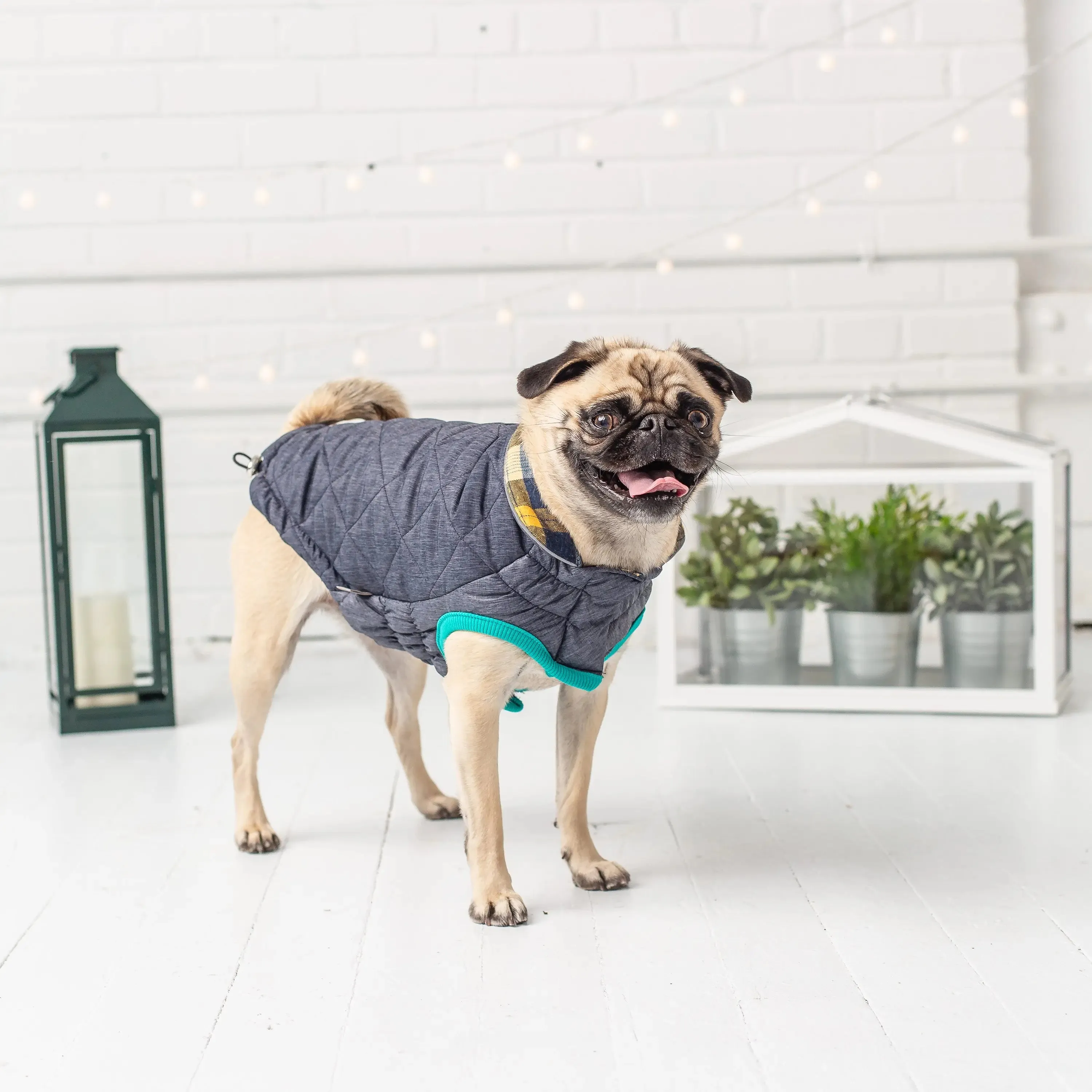 RV Trail Dog Jacket