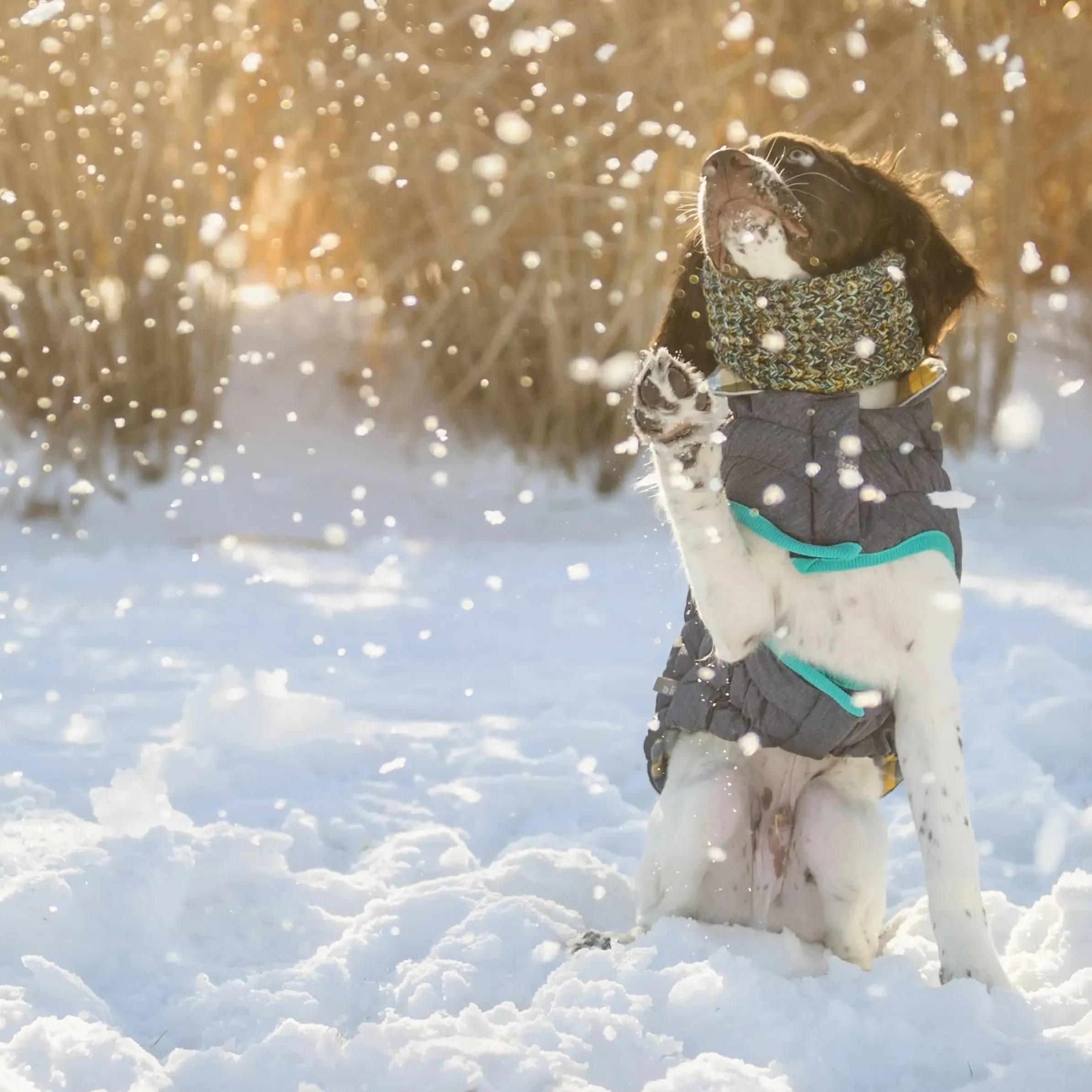 RV Trail Dog Jacket
