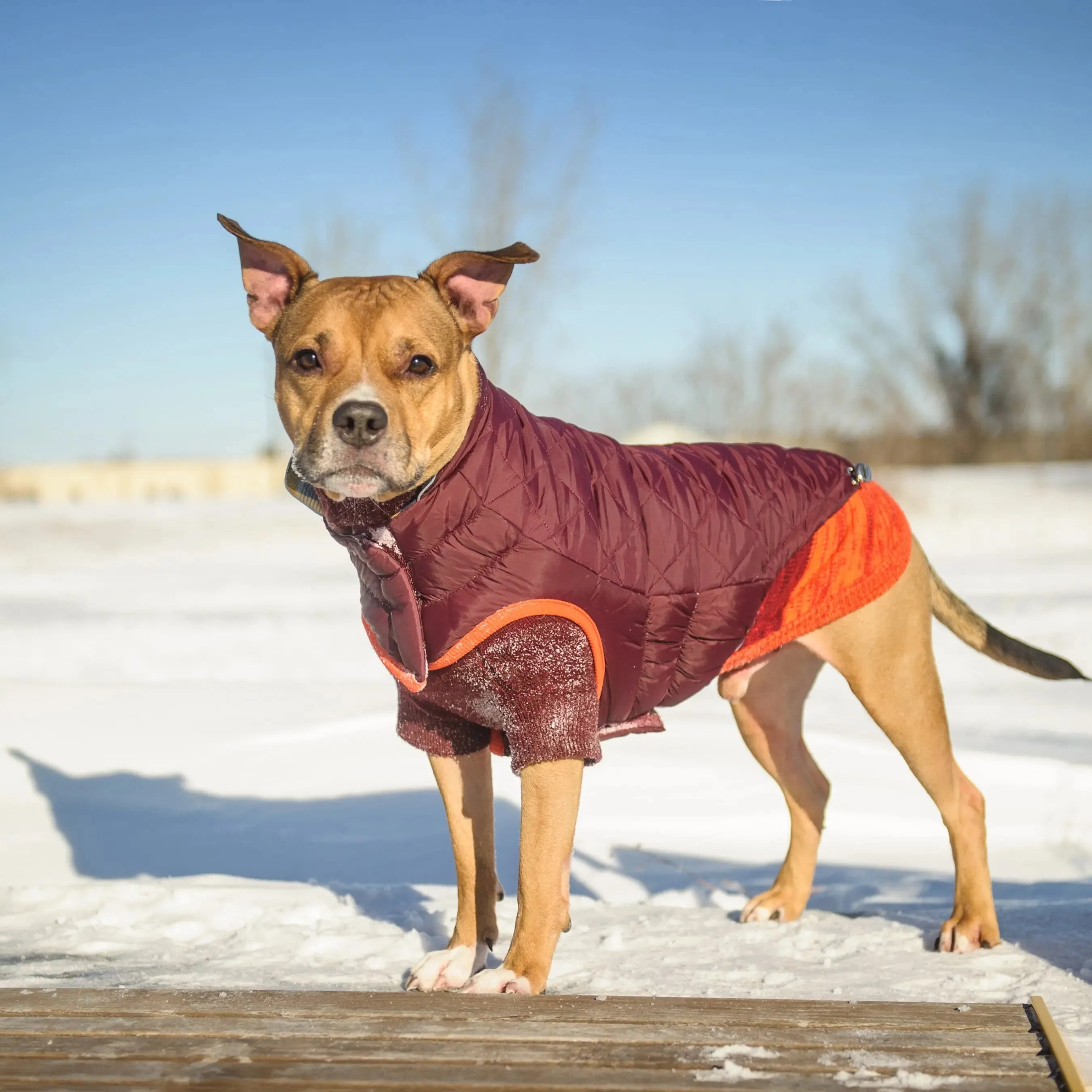 RV Trail Dog Jacket