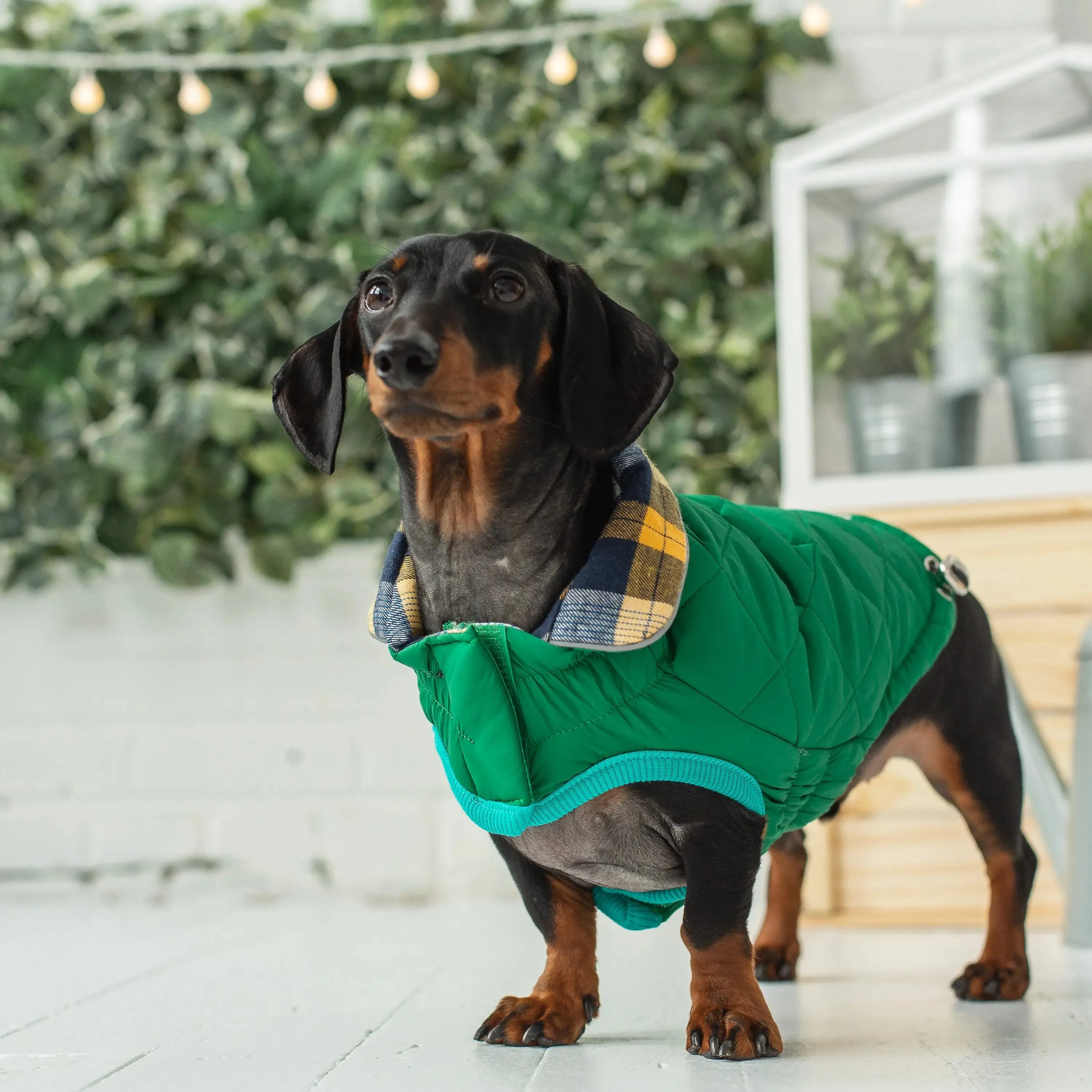 RV Trail Dog Jacket